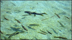 Fish in the Pool outside of Orce