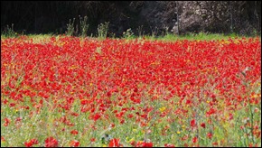 Poppies just outside of Galera