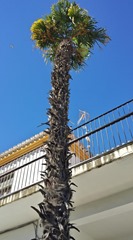 Palm tree in Huescar