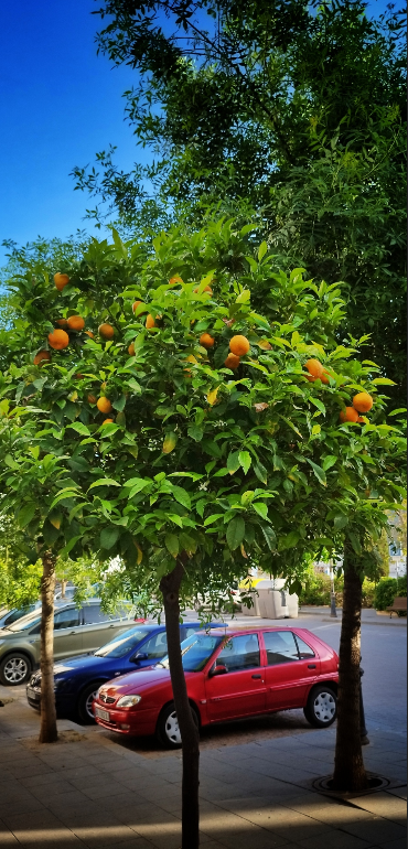 Orange trees at Velez-Rubio